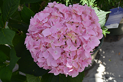 All Summer Beauty Hydrangea (Hydrangea macrophylla 'All Summer Beauty') at A Very Successful Garden Center