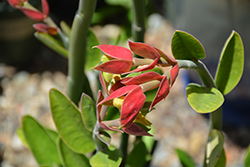 Tall Slipper Plant (Pedilanthus bracteatus) at Lakeshore Garden Centres