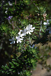 Grey Box Dwarf Coast Rosemary (Westringia fruticosa 'WES04') at Lakeshore Garden Centres