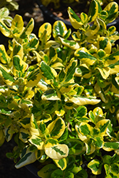 Taupata Gold Mirror Bush (Coprosma repens 'Taupata Gold') at A Very Successful Garden Center