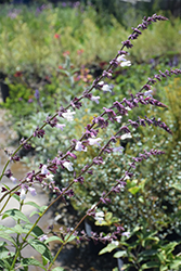 Waverly Sage (Salvia 'Waverly') at A Very Successful Garden Center