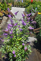 Buzz Lavender Butterfly Bush (Buddleia davidii 'Tobudviole') at A Very Successful Garden Center