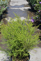 Yellow Boronia (Boronia megastigma 'Lutea') at A Very Successful Garden Center