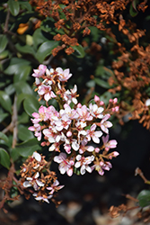 Pinkie Indian Hawthorn (Rhaphiolepis indica 'Pinkie') at A Very Successful Garden Center
