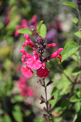 Pink Pong Salvia (Salvia 'Pink Pong') at A Very Successful Garden Center