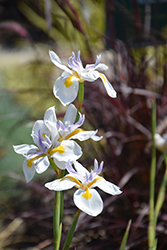 African Iris (Dietes iridioides) at A Very Successful Garden Center