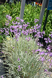 Silver Lace Variegated Society Garlic (Tulbaghia violacea 'Silver Lace') at A Very Successful Garden Center
