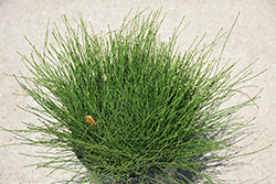 Dwarf Horsetail (Equisetum scirpoides) at The Mustard Seed