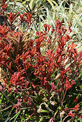 Kanga Red Kangaroo Paw (Anigozanthos 'Kanga Red') at A Very Successful Garden Center