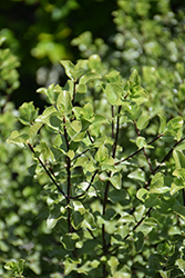 Tasman Ruffles Pittosporum (Pittosporum tenuifolium 'Tasman Ruffles') at A Very Successful Garden Center
