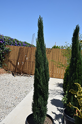 Dwarf Italian Cypress (Cupressus sempervirens 'Dwarf Compacta') at A Very Successful Garden Center