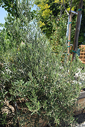 Skylark Dwarf Olive (Olea europaea 'Skylark Dwarf') at Lakeshore Garden Centres