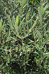 Skylark Dwarf Olive (Olea europaea 'Skylark Dwarf') at A Very Successful Garden Center