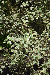 Silver Magic Kohuhu (Pittosporum tenuifolium 'Silver Magic') at Lakeshore Garden Centres