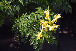 Cape Town Yellow Cape Honeysuckle (Tecomaria capensis 'DWYE001') at A Very Successful Garden Center