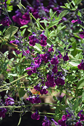 Amethyst Lips Sage (Salvia greggii 'Dyspurp') at A Very Successful Garden Center