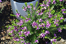 Purple Broom (Polygala virgata 'Portola') at A Very Successful Garden Center