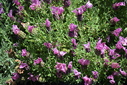 Papillon Rose Spanish Lavender (Lavandula stoechas 'Papillon Rose') at Lakeshore Garden Centres