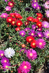 Trailing Iceplant (Lampranthus spectabilis) at A Very Successful Garden Center