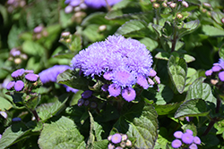 Aloha Blue Flossflower (Ageratum 'Aloha Blue') at A Very Successful Garden Center