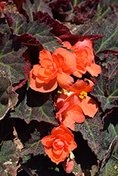 Bright Orange Begonia (Begonia rex 'Bright Orange') at A Very Successful Garden Center