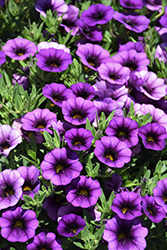 Callie Purple Calibrachoa (Calibrachoa 'Callie Purple') at A Very Successful Garden Center