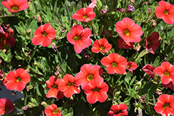 Callie Star Orange Calibrachoa (Calibrachoa 'Callie Star Orange') at A Very Successful Garden Center