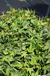 Needlepoint English Ivy (Hedera helix 'Needlepoint') at Lakeshore Garden Centres