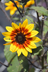 Suncredible Saturn Sunflower (Helianthus 'Suncredible Saturn') at Lakeshore Garden Centres