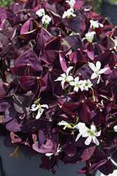 Charmed Wine Shamrock (Oxalis 'Charmed Wine') at A Very Successful Garden Center