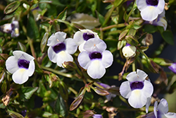 Catalina Grape-O-Licious Torenia (Torenia 'Catalina Grape-O-Licious') at A Very Successful Garden Center