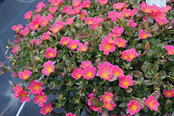 Mojave Pink Portulaca (Portulaca grandiflora 'Mojave Pink') at A Very Successful Garden Center