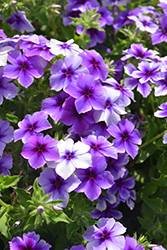 Intensia Blueberry Annual Phlox (Phlox 'Intensia Blueberry') at A Very Successful Garden Center