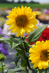 Suncatcher Sunflower (Helianthus 'Suncatcher') at A Very Successful Garden Center
