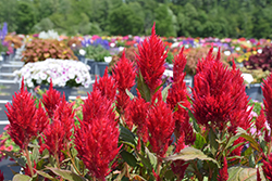 Kelos Fire Red Celosia (Celosia 'Kelos Fire Red') at A Very Successful Garden Center