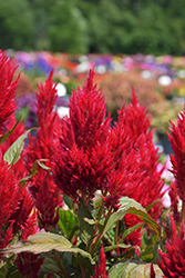 Kelos Fire Red Celosia (Celosia 'Kelos Fire Red') at A Very Successful Garden Center