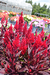 Kelos Fire Scarlet Celosia (Celosia 'Kelos Fire Scarlet') at A Very Successful Garden Center