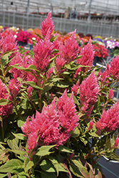 Kelos Fire Pink Celosia (Celosia 'Kelos Fire Pink') at A Very Successful Garden Center