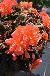 I'Conia Bacio Orange Begonia (Begonia 'I'Conia Bacio Orange') at A Very Successful Garden Center