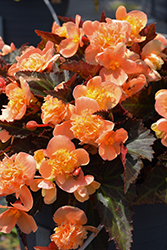 I'Conia Bacio Peach Begonia (Begonia 'I'Conia Bacio Peach') at A Very Successful Garden Center