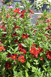 Mai Tai Red Monkeyflower (Mimulus 'Mai Tai Red') at Stonegate Gardens
