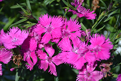Rockin' Purple Pinks (Dianthus 'PAS1350219') at A Very Successful Garden Center