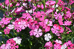 Rockin' Pink Magic Pinks (Dianthus 'PAS1350217') at A Very Successful Garden Center