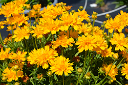 Double the Sun Tickseed (Coreopsis grandiflora 'Double the Sun') at A Very Successful Garden Center