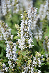 Salute White Meadow Sage (Salvia nemorosa 'Salute White') at A Very Successful Garden Center