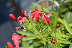 Pristine Scarlet Beardtongue (Penstemon barbatus 'Pristine Scarlet') at A Very Successful Garden Center