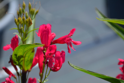 Pristine Deep Rose Beardtongue (Penstemon barbatus 'Pristine Deep Rose') at Lakeshore Garden Centres