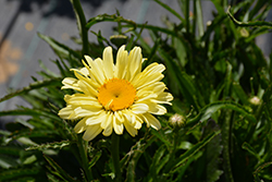 Sweet Daisy Izabel Shasta Daisy (Leucanthemum x superbum 'Izabel') at A Very Successful Garden Center