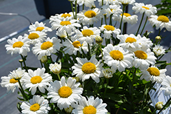 Sweet Daisy Jane Shasta Daisy (Leucanthemum x superbum 'Jane') at A Very Successful Garden Center