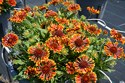 SpinTop Mariachi Copper Sun Blanket Flower (Gaillardia aristata 'SpinTop Mariachi Copper Sun') at A Very Successful Garden Center
